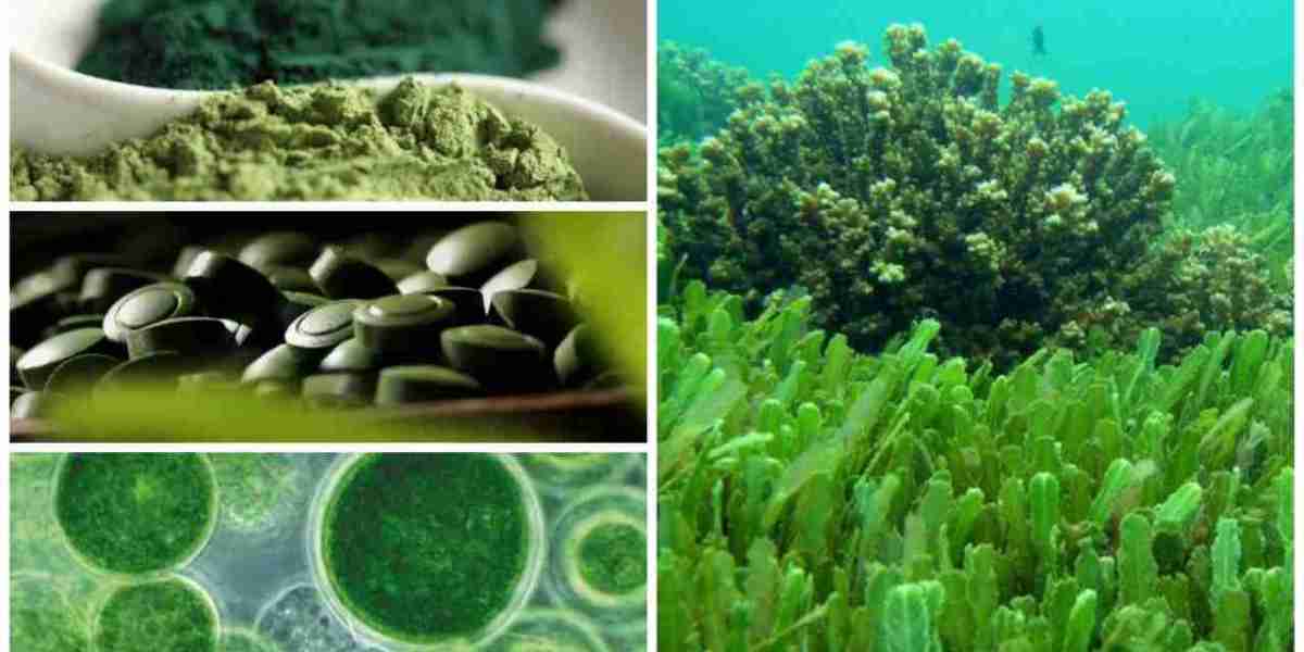 Microalgae-based Aquafeed Market May Set Epic Growth Story