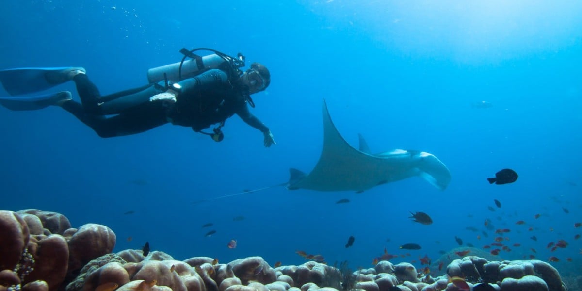 Night Dives, Macro Magic, and Drift Currents: Why Liveaboards Offer the Best Diving