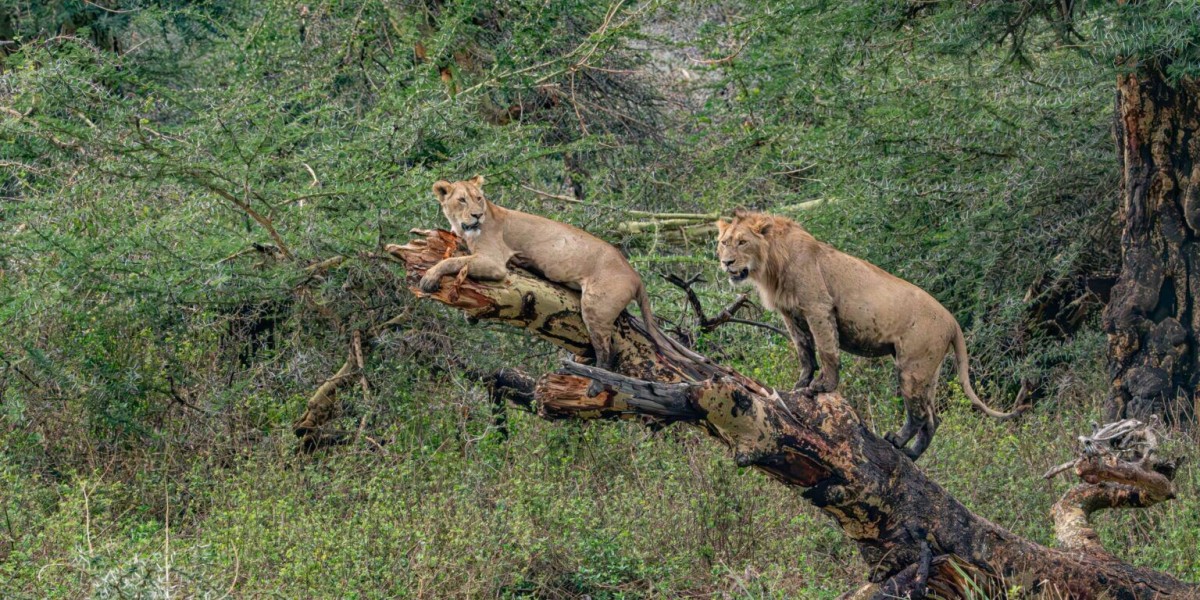 Ngorongoro Crater The Predator’s Haven in Tanzania Wildlife