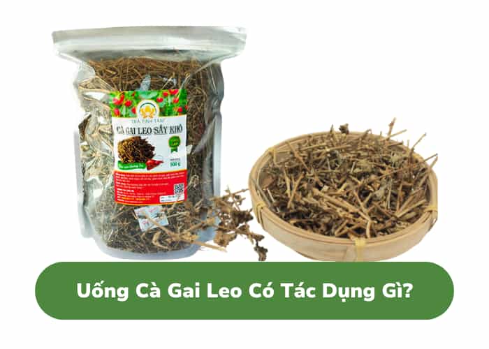 Uống Trà Cà Gai Leo Có Tác Dụng Gì? 1 Lợi Ích Vàng Từ Thảo Dược Quý