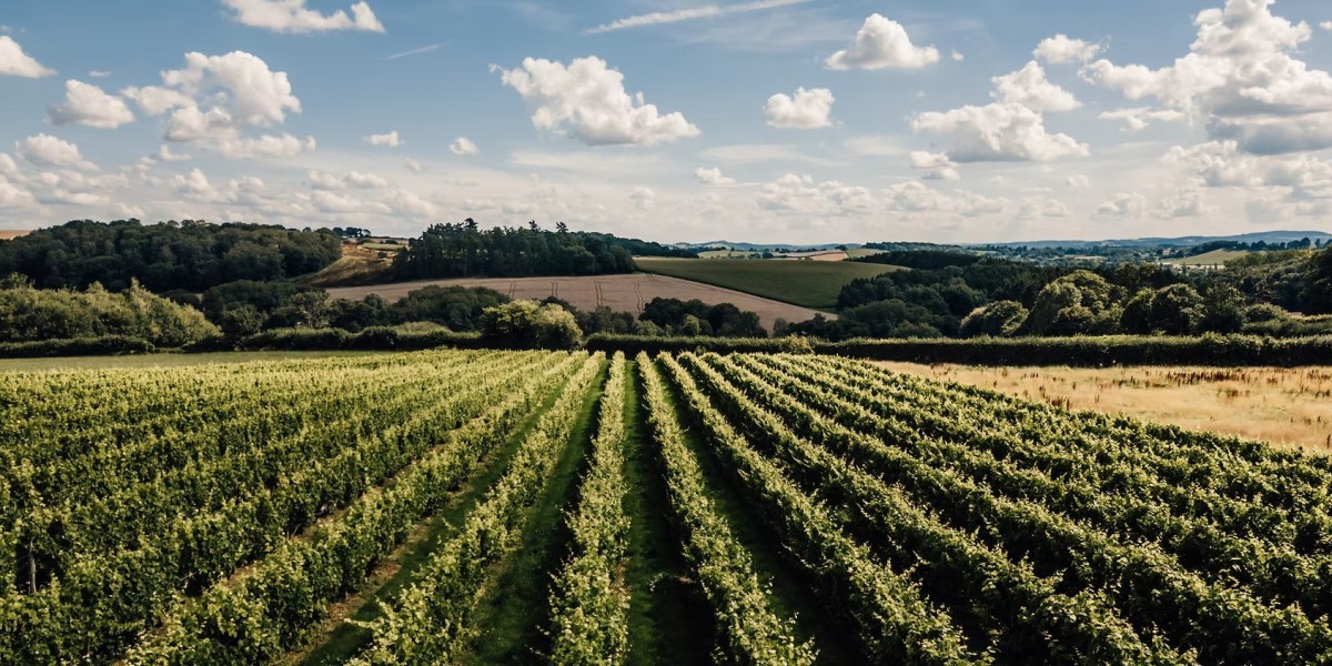 Stars and Vines: Countryside Lodges with Luxurious Super King Comfort