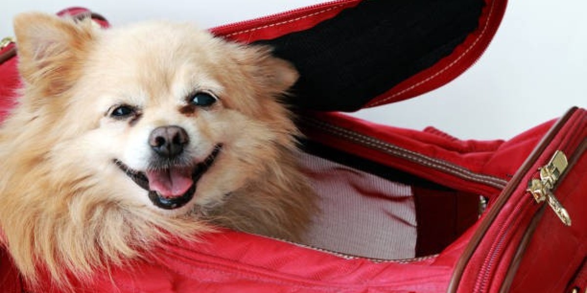 Traveling Comfortably with a Small Dog in Bag